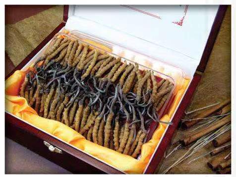 永福冬虫夏草回收